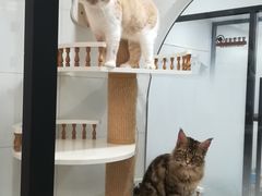 -1013 PET SHOP 宠物商店(近铁城市广场店)