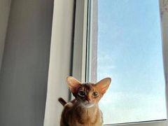 -猫十亿·布偶金渐层·曼基康矮脚猫舍(青年路店)