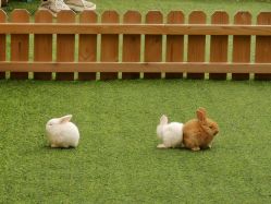 -萌宠亲子动物乐园(槐房万达店)