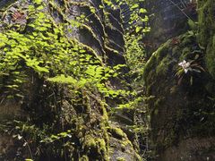 -梭布垭石林景区