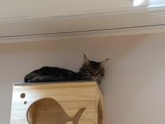 -Pets First伊珊娜洗护·精致美容·家庭式寄养(新会路店)