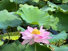 -东升八家郊野公园