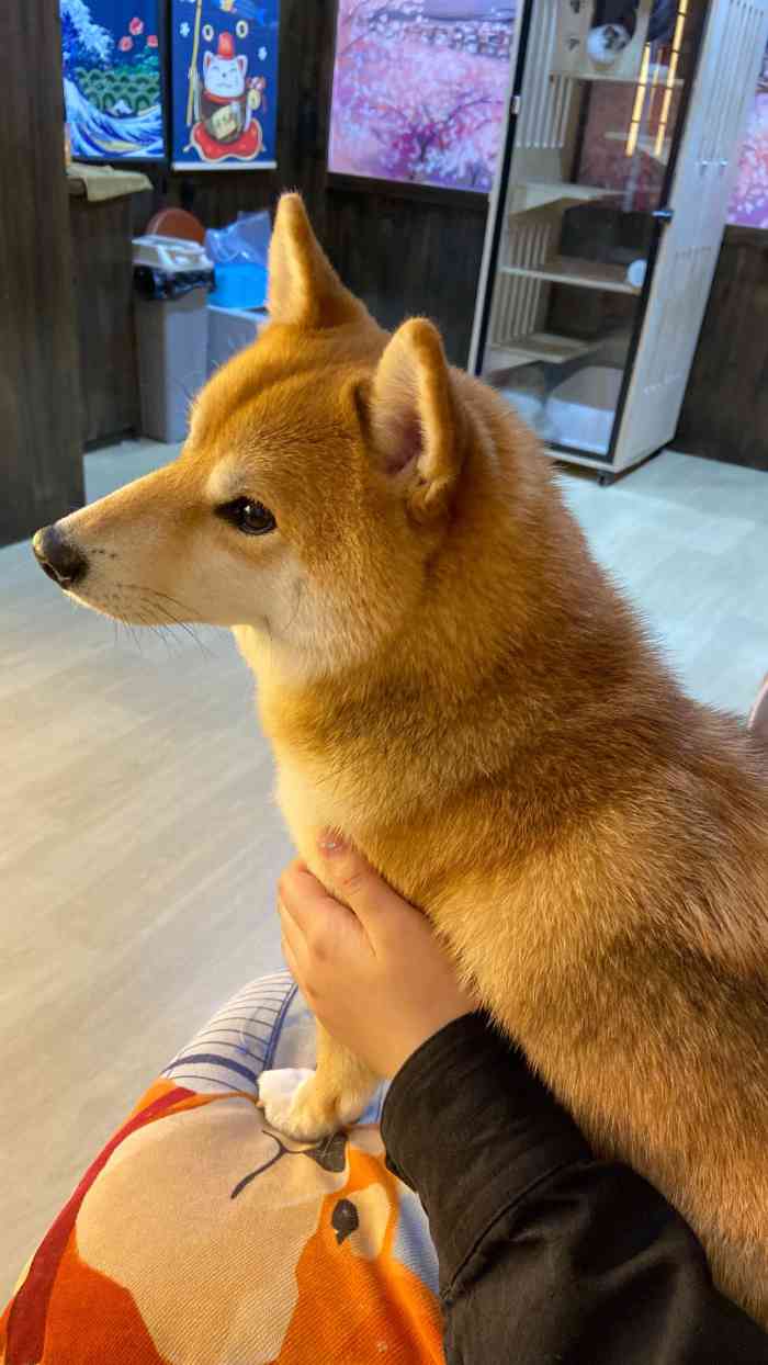 豆柴院子柴犬主题咖啡馆(鼓楼店"假期的时间来撸狗,真的是得到治愈