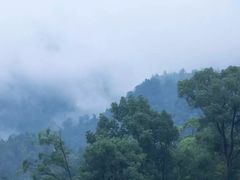 -铁山坪森林公园