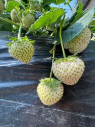 -蓝呗呗蓝莓草莓采摘园(通州区马驹桥店)