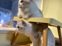 -Meowの猫咖(万家丽店)