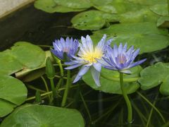 -国家植物园南园