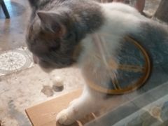 -more than meow吴止猫主题餐厅(承德 中船汇店)