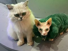 -极木²邸 人与宠物·互动社区