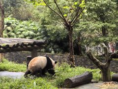 -都江堰中华大熊猫苑