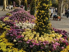 -上海共青森林公园