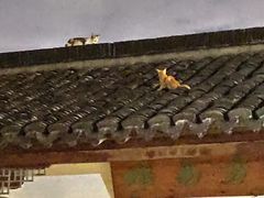 -三林塘老街