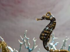 -欢乐海岸海洋奇梦馆