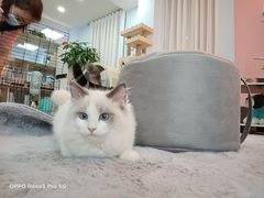 -喵宠乐园·撸猫互动·猫舍