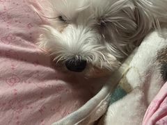 -联合动物医院(光谷诊疗中心)