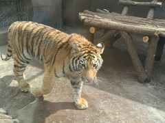 -西安秦岭野生动物园