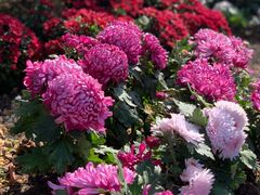 -上海共青森林公园