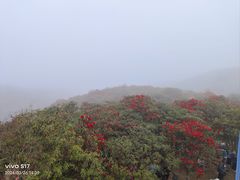 -贵州百里杜鹃风景名胜区