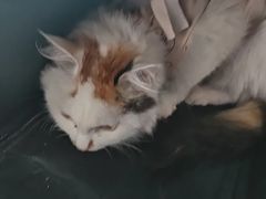-A猫a狗全科·犬猫异宠·芥西宠物医院(南开总院)