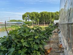 -马陆小张葡萄园农家乐