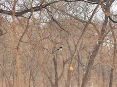 -北陵公园