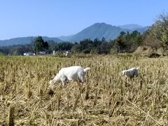 -塔川景区
