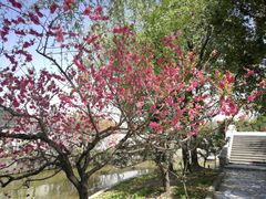 -南汇桃花村