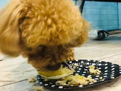 -百好乐宠物友好餐厅(朝外大街店)