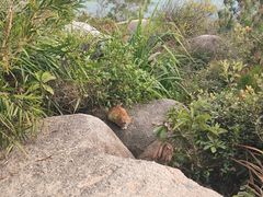 -广东惠东海龟国家级自然保护区