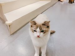-飞行喵MR PILOT|猫舍·猫咖(静安大融城店)