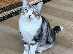 -MOCHA明星猫咖(田子坊店)