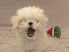 -翊宠yipet猫狗购宠庄园犬舍•猫舍