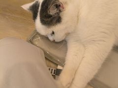-猫咪派对(江南西店)