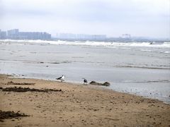 -烟台金沙滩喜来登度假酒店