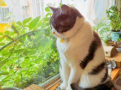 -海边的猫和咖啡馆