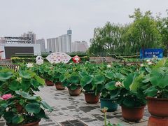 -莲花池公园