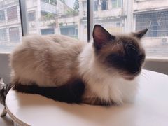 -猫儿山۰猫主题餐厅