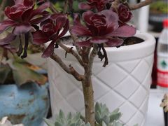-金陵花卉交易市场