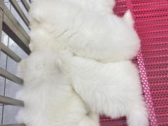 -中环花鸟鱼虫市场