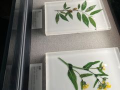 -四川大学博物馆