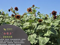 -郑州植物园