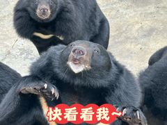 -青峰峡国家森林公园