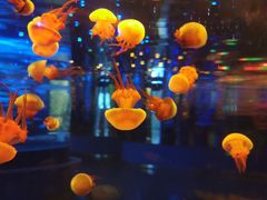 -石家庄海洋公园