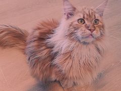 南瓜（缅因猫）-猫腻·猫咖·撸猫馆(星光大道店)