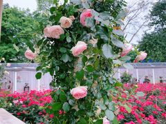 -人民公园(罗湖区)