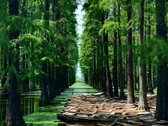-渌洋湖湿地公园
