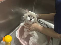 -福懋动物医院·犬猫全科·外科·重症科(杏林分院)