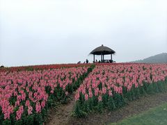 -径山花海