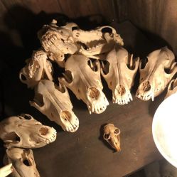 -白泽刺青纹身