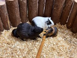 -Zoolung Zoolung动物主题公园(海信广场店)